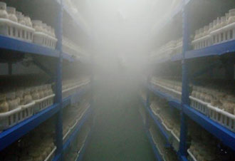 農業/種植業大棚加濕案例